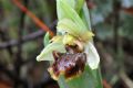 Ophrys massiliensis